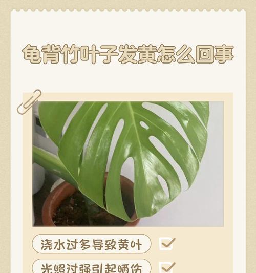 仙洞龟背竹叶子发黄应该怎么办？