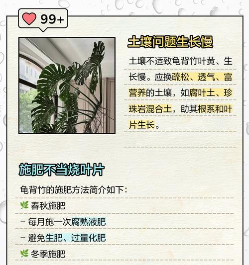 仙洞龟背竹叶子发黄应该怎么办？