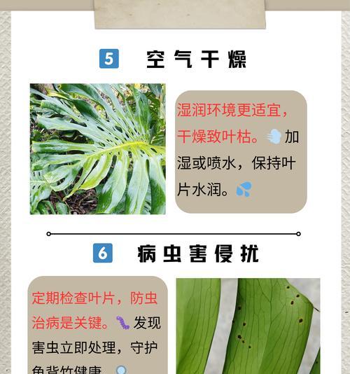 仙洞龟背竹叶子发黄应该怎么办？