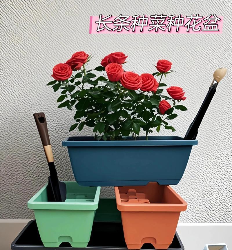 家庭菜盆和阳台适合种植哪些花卉？