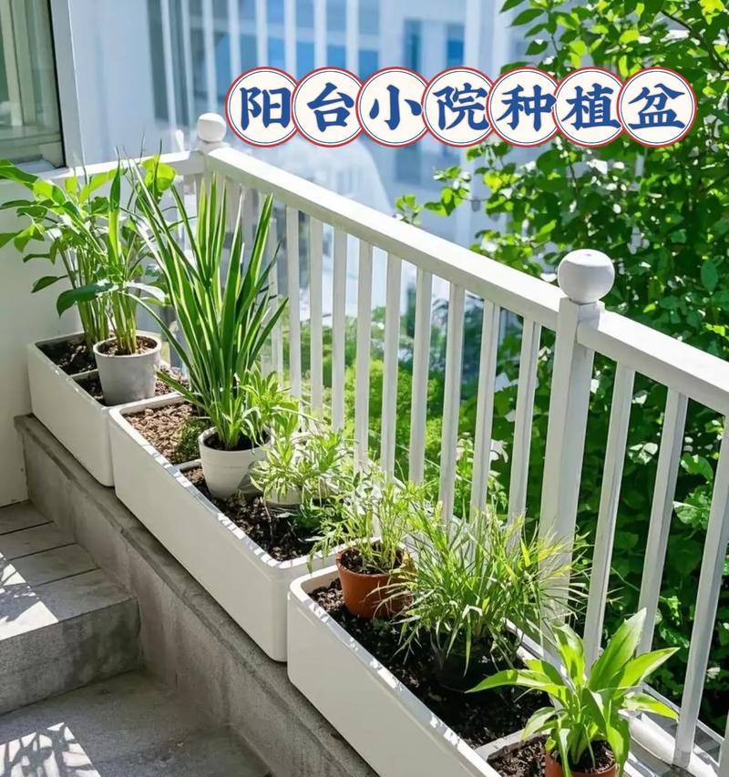 家庭菜盆和阳台适合种植哪些花卉？