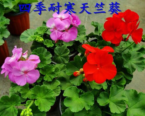 天竺葵重瓣品种养护要点是什么？