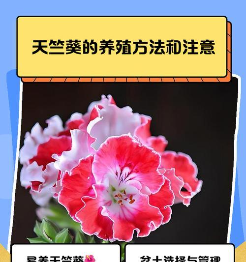 天竺葵重瓣品种养护要点是什么？