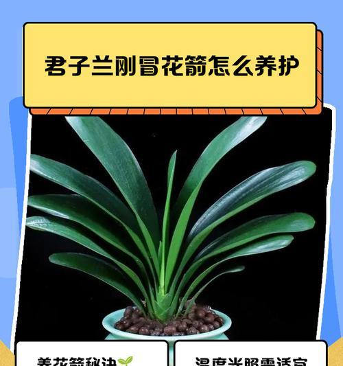 君子兰修剪后如何正确养护？