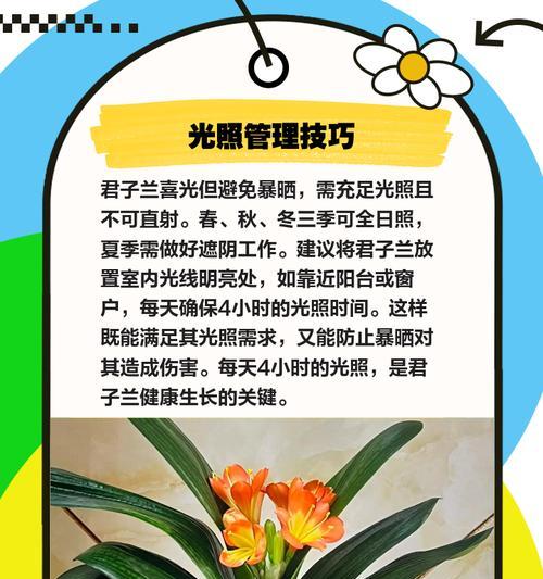 君子兰修剪后如何正确养护？