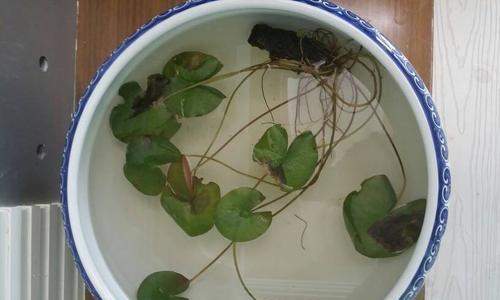 观赏荷花叶子发黄的解决方法是什么？