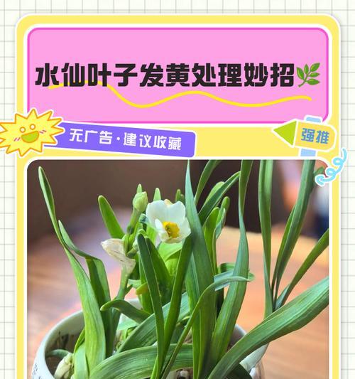 观赏荷花叶子发黄的解决方法是什么？
