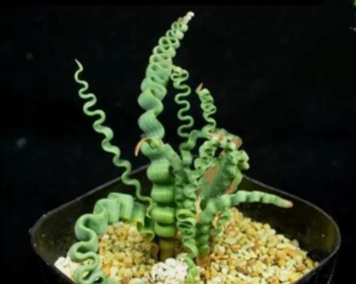 球根植物使用爆根剂的正确方法是什么？效果如何？