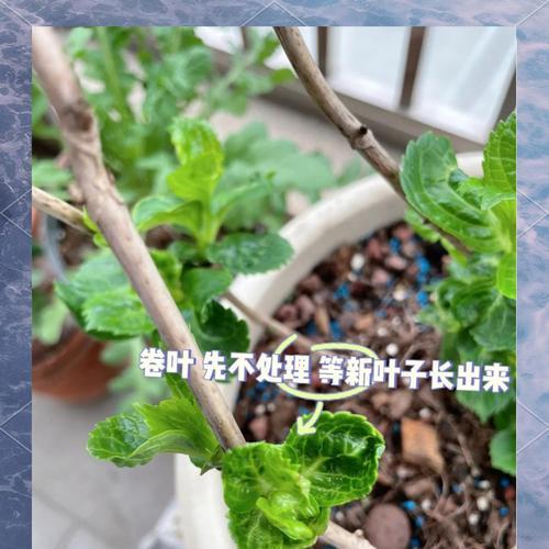 绣球叶子发黄怎么办？有效处理叶子发黄的方法是什么？
