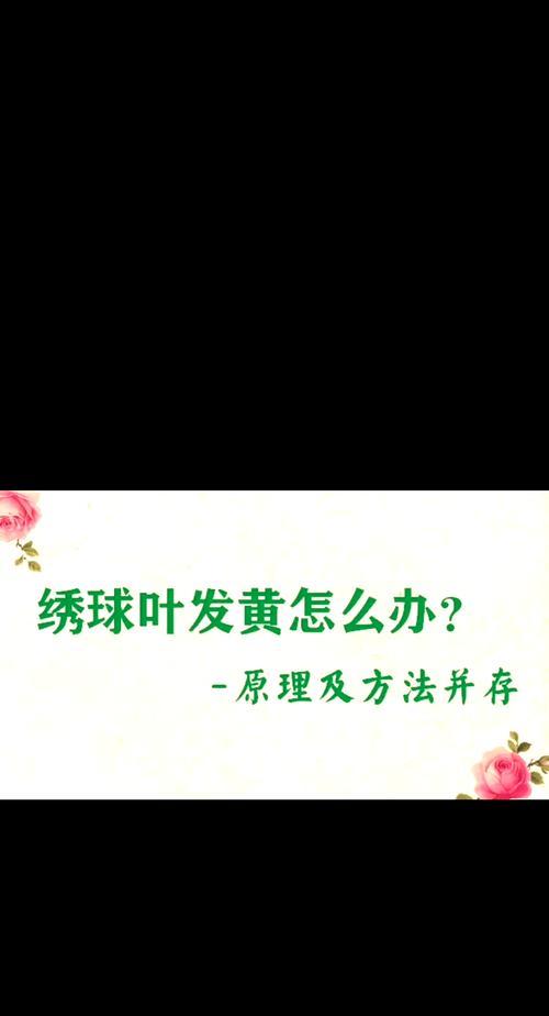 绣球叶子发黄怎么办？有效处理叶子发黄的方法是什么？