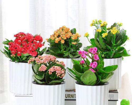 正东阳台适合种植哪些花卉？