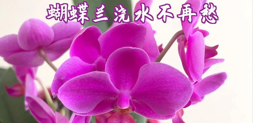 在南方如何正确给蝴蝶兰浇水？有哪些注意事项？