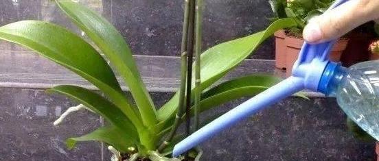 在南方如何正确给蝴蝶兰浇水？有哪些注意事项？