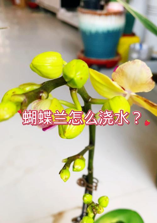 在南方如何正确给蝴蝶兰浇水？有哪些注意事项？