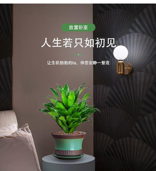 太阳神植物盆景怎么养？日常维护需要注意什么？