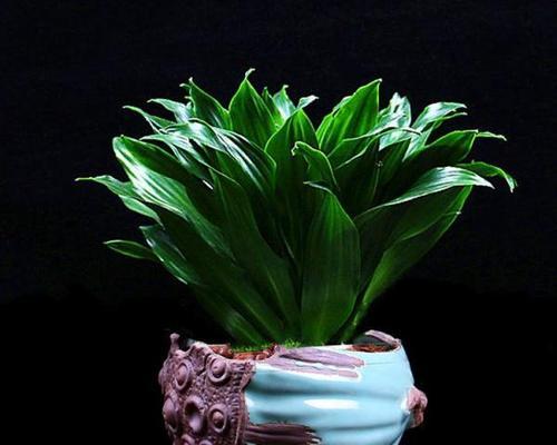 太阳神植物盆景怎么养？日常维护需要注意什么？
