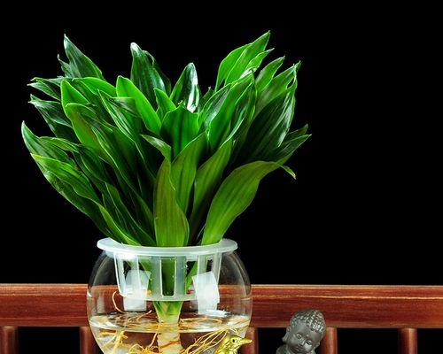 太阳神植物盆景怎么养？日常维护需要注意什么？