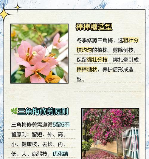 高多细枝条三角梅怎么修剪？修剪的最佳时机和方法是什么？