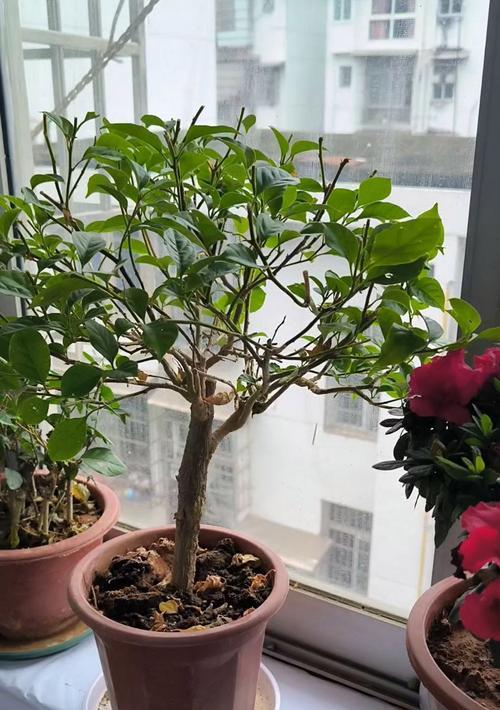 高多细枝条三角梅怎么修剪？修剪的最佳时机和方法是什么？