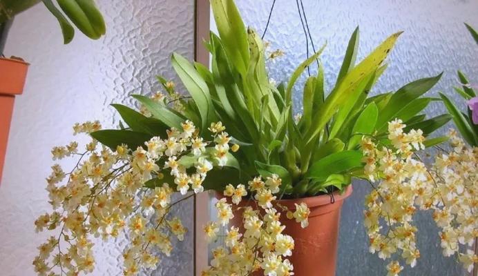 阳台花卉推荐？哪些花既美观又吉祥？