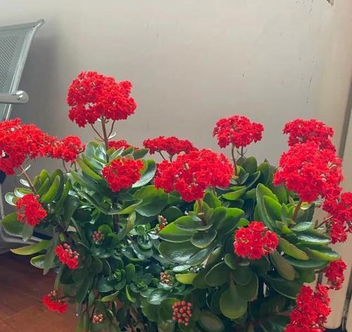 阳台花卉推荐？哪些花既美观又吉祥？