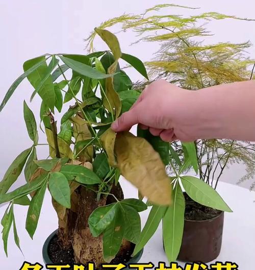 叶子发黄干枯怎么救活呢？如何处理植物叶子发黄干枯的问题？
