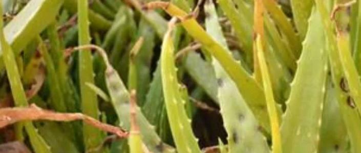 叶子发黄干枯怎么救活呢？如何处理植物叶子发黄干枯的问题？