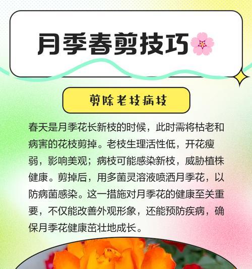 月季干花剪枝的最佳时机和方法是什么？