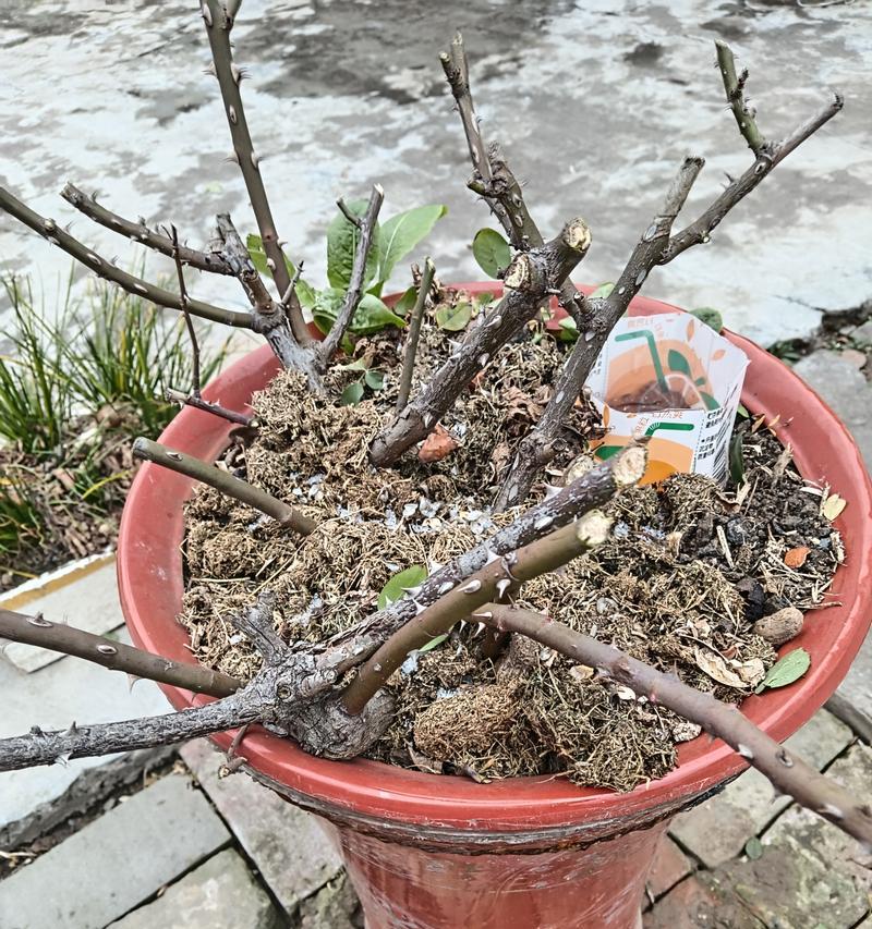 月季干花剪枝的最佳时机和方法是什么？