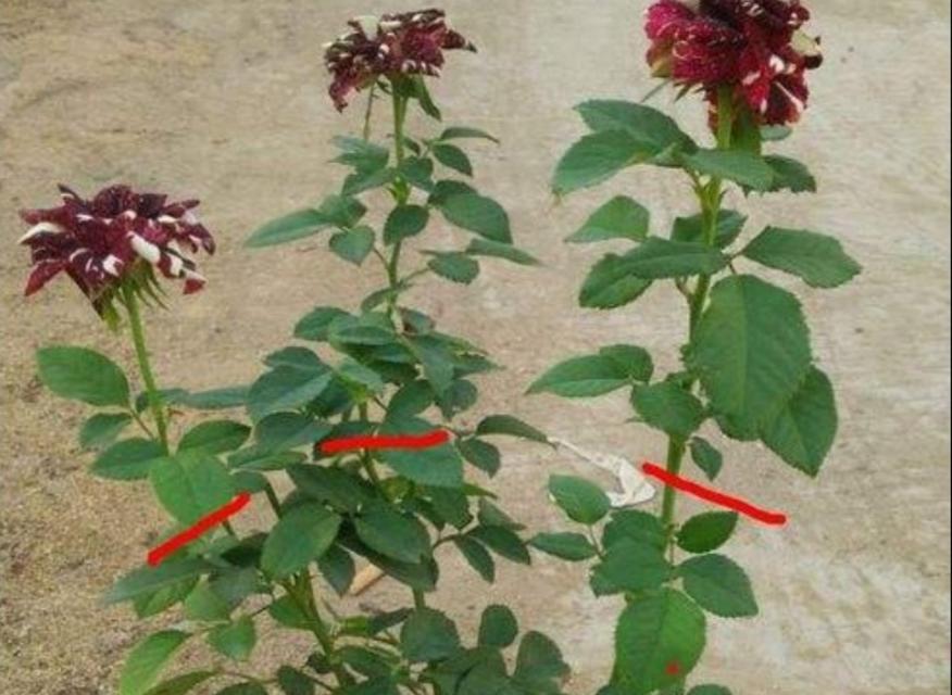 月季干花剪枝的最佳时机和方法是什么？