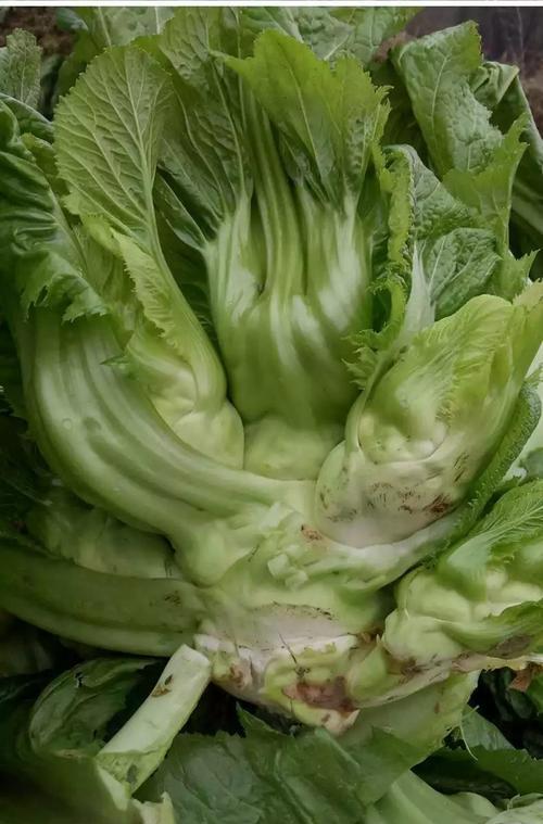 湖北儿菜的最佳播种时间是什么时候？播种湖北儿菜的最好时机？