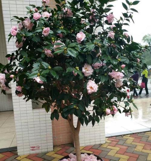 妈妈在阳台盆栽什么花最合适？
