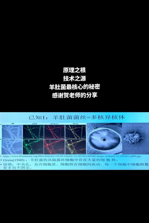 羊肚菌栽培技术资料有哪些？如何有效利用这些资料？