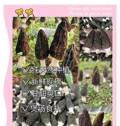 羊肚菌栽培技术资料有哪些？如何有效利用这些资料？