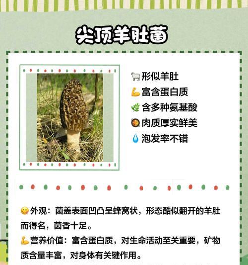 羊肚菌栽培技术资料有哪些？如何有效利用这些资料？
