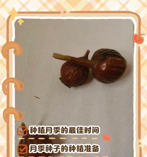 渐变月季的培育方法是什么？