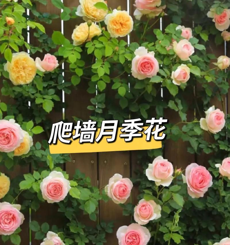渐变月季的培育方法是什么？