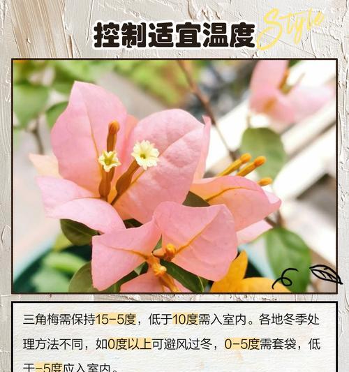郑州三角梅冬季养护技巧是什么？