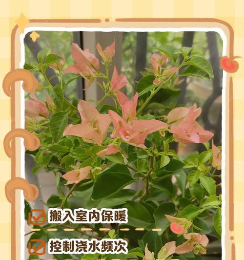 郑州三角梅冬季养护技巧是什么？