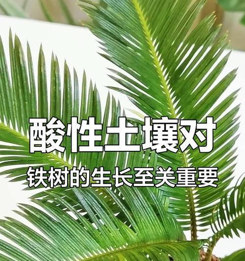 铁树叶子发黄干枯的处理方法是什么？