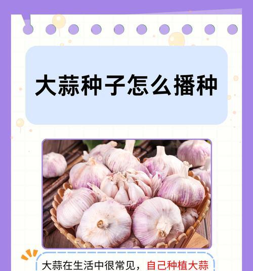 蒜栽培技术和管理措施有哪些？如何提高产量和质量？