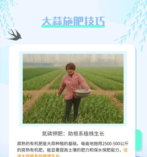蒜栽培技术和管理措施有哪些？如何提高产量和质量？