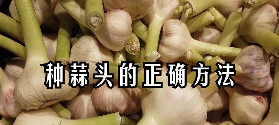蒜栽培技术和管理措施有哪些？如何提高产量和质量？