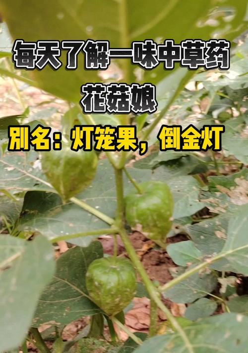 果味菇栽培的技术要点是什么？