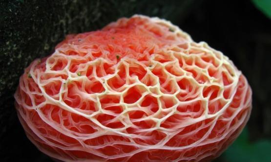 果味菇栽培的技术要点是什么？