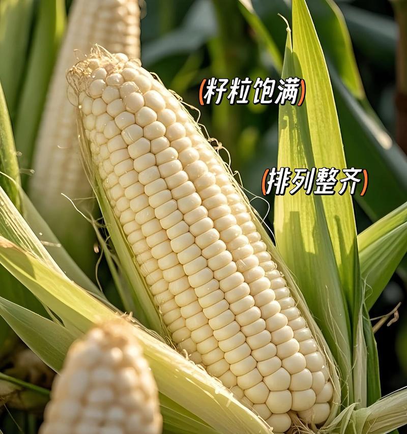 玉米播种的最佳季节是什么时候？