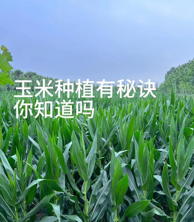 玉米播种的最佳季节是什么时候？