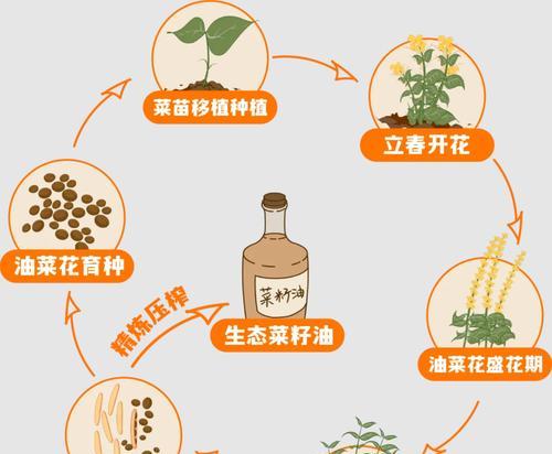 油菜花春天播种后何时开花？