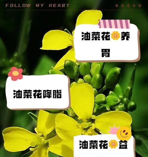 油菜花春天播种后何时开花？