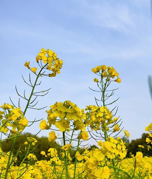 油菜花春天播种后何时开花？